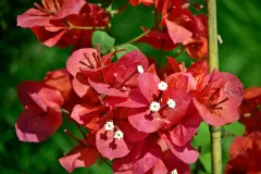 bugambilia colores
