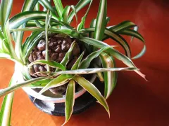 Planta Cinta (Mala Madre)