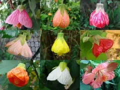 Abutilon Amarillo
