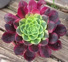 Suculenta Aeonium