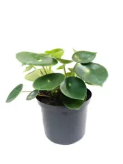 Planta Cucharita pequeña Individual