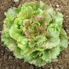 Semillas Lechuga Sierra Peletizada 3 grs