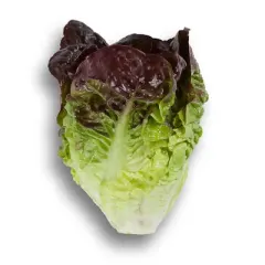 Semillas Lechuga Red Romaine Orgánicas 3 grs