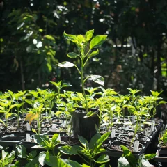 Aji Blanco Cristal Almacigo Multiple