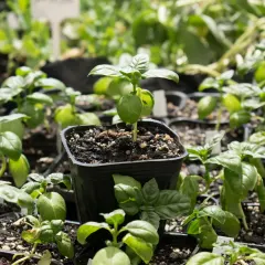 Albahaca Genovesa Almacigo Individual