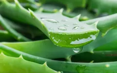 Planta Aloe Vera grande