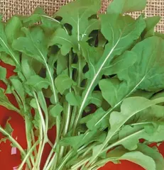 Semilla Rúcula cultivada 9 grs