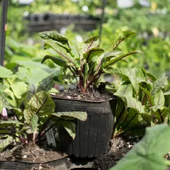 Almacigo Rumex