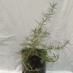 Planta Romero Grande