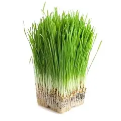 Semillas libres de químicos para brotes Trigo 1 kg