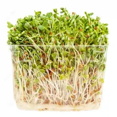 Semillas libres de químicos para brotes Trébol encarnado 1 kg