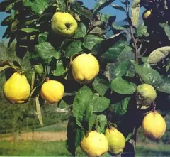 Árbol Frutal Membrillo Lucuma