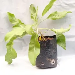 Planta Menta coca