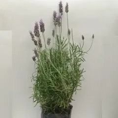 Planta Lavanda grande