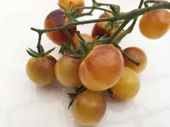 Sobre Semillas Tomate Antiguo Orgánico # 18 Cream 15 Semillas