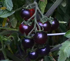 Sobre Semillas Tomate Antiguo Orgánico # 07 Blue Berries 15 Semillas