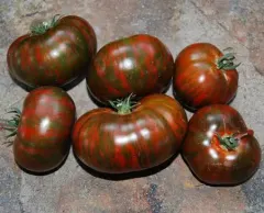 Sobre Semillas Tomate Antiguo Orgánico # 20 Chocolate Stripes 10 Semillas