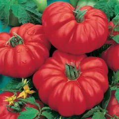 Sobre Semillas Tomate Antiguo Orgánico # 04 Costoluto Genovese 15 semillas