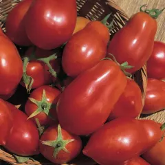 Sobre Semillas Tomate Antiguo Orgánico # 30 Aker´s Plum 5 Semillas