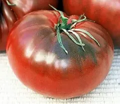 Sobre Semillas Tomate Antiguo Orgánico # 17 Cherokee Chocolate 15 Semillas