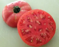 Sobre Semillas Tomate Antiguo Orgánico # 34 Brandywine Sudduth 5 Semillas