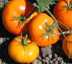 Sobre Semillas Tomate Antiguo Orgánico # 21 Gary Ibsen´s Gold 10 Semillas