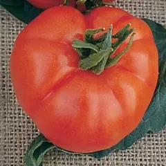 Sobre Semillas Tomate Antiguo Orgánico # 06 Super Marmande 15 semillas