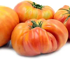 Sobre Semillas Tomate Antiguo Orgánico # 15 Hillbilly 15 Semillas