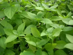 Semillas albahaca limón 1 gramo