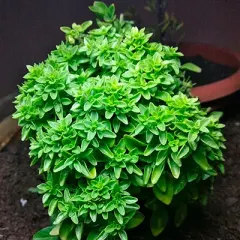 Semillas albahaca pesto, pascualina, griega u hoja fina 1 gramo