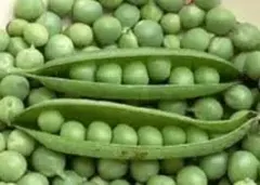 Semillas Arvejas Freezer 20 grs