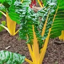 Semillas Acelga Penca Amarilla 2 gramos