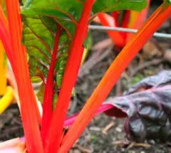 Semillas Acelga Penca Naranja 2 gramos