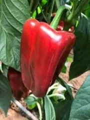 Almacigo Pimentón F1 ( Verde a Rojo )