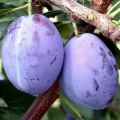 Árbol Frutal Ciruelo Dagen