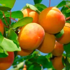 Árbol Frutal Damasco modesto