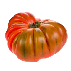 Sobre Semillas Tomate Antiguo Orgánico # 44 Raf 15 Semillas