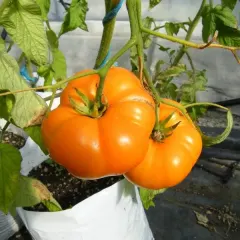 Sobre Semillas Tomate Antiguo Orgánico # 19 Elbe 10 Semillas