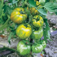 Sobre Semillas Tomate Antiguo Orgánico # 40 Green Zebra 10 Semillas