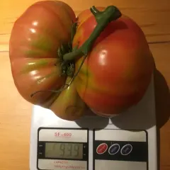Sobre Semillas Tomate Antiguo Orgánico # 45 Brandywine HR 15 Semillas