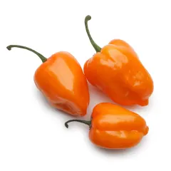 Semilla Aji Habanero 0.2 gr