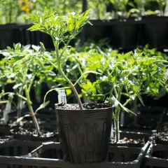 Planta de Tomate cherry herencia Blue Berries