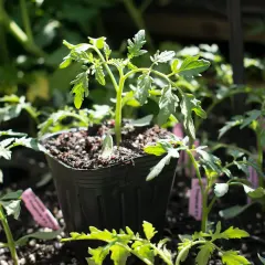 Planta de tomate herencia Hillbilly