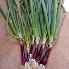 Cebollín Rojo 1 gr