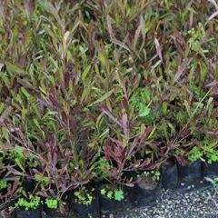 Estenocarpo Rojo Planta en bolsa de 30 cm