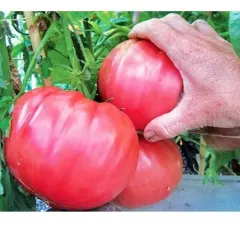 Sobre Semillas Tomate Antiguo Orgánico # 46 Hoja de Papa 10 Semillas