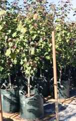 Bolsa de cultivo Grow in Bag ultra resistente 60 litros 2 asas