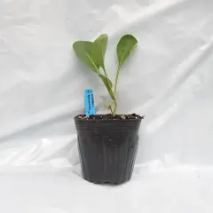 Planta Coliflor individual