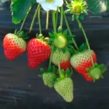 Planta Frutillas individual