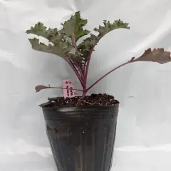 Planta Kohlrabi Individual